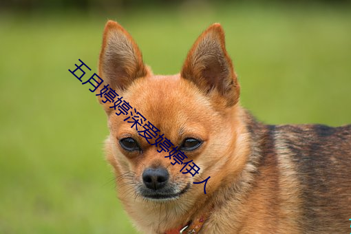 五月婷婷深愛婷婷伊人
