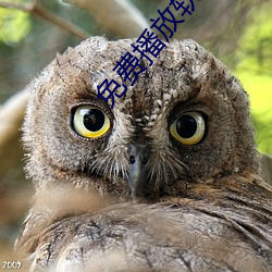 免费(fèi)播放(fng)软件