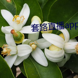 套路直播app