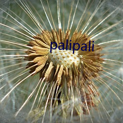 palipali