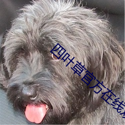 四叶草官方在线观看