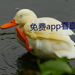 免费app看直播