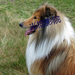 光棍影院