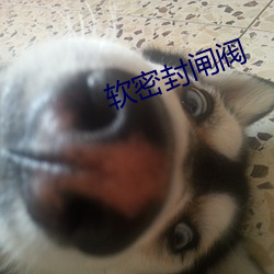 軟密封閘閥
