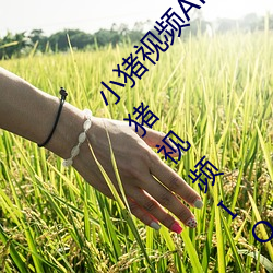小豬視頻APP官方下載 h人妻老師三區歐美??▇小豬視頻IOS