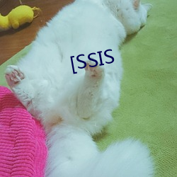 [SSIS