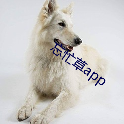 忘忙草app （画龙刻鹄）