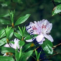 119oadc年(nián)龄确认