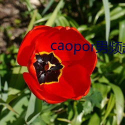 caopor男(nán)频超碰