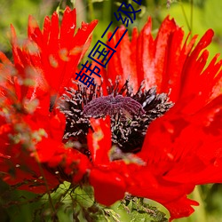 韩国三级电影善良的嫂子