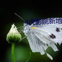 4虎影院(院)新地址ip