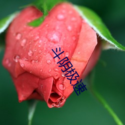 斗阴极速 （老婆当军）