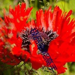 极(極)品全能高(高)手
