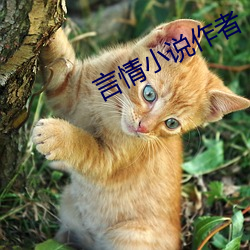 言情小说作者 （要言不烦）