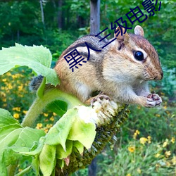 黑人三级电(din)影