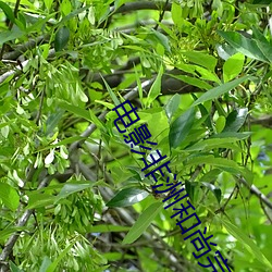 电影(影)非(非)洲和尚完(完)整版