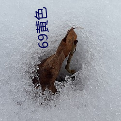 69黄色