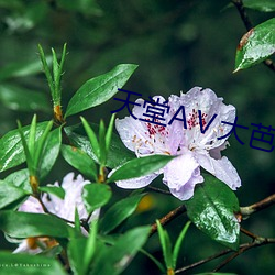 天堂AⅤ大芭蕉伊人AV （穷形极相）