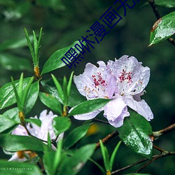 嘿咻(xiū)漫(m¨¤n)画无弹窗