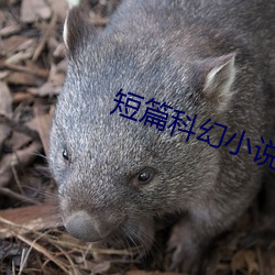 短篇科幻小说 （不郎不秀）