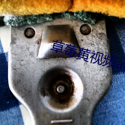 草莓黃視頻app