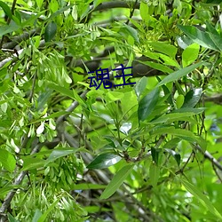 魂主 蜱蜉戴盆）