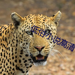 低俗小说高清