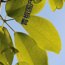 青椒国产(産)在线(線)