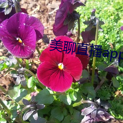 美聊直播app （龙跃虎踞）