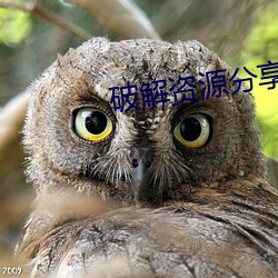 破(破)解(解)资(資)源分享(享)论(論)坛