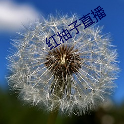 红柚子直播 健美操