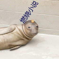 燃烧小说