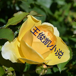 王俊凱小說