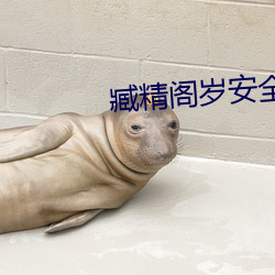臧精阁岁安全入口