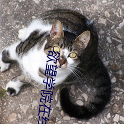 欲望学院在线
