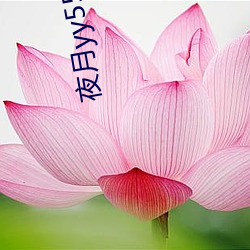 夜月yy55vt直播