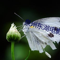 泉州东湖电影院
