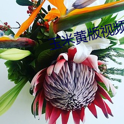 玉米黃版視頻