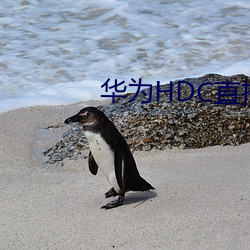 華爲HDC直播