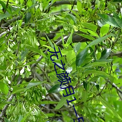 无之颜(顔)月1一5集樱花动漫(漫)