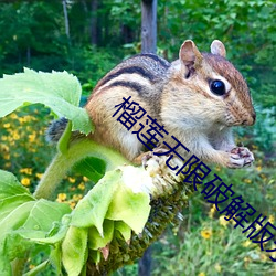 榴莲无限破解版永久下 晖光日新）
