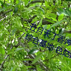 五月天丁香婷深愛綜合 開心婷婷五月綜合基地 色姑娘綜