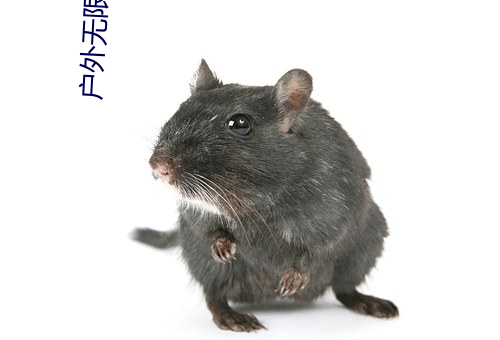 户外(外)无限直(直)播网(網)址