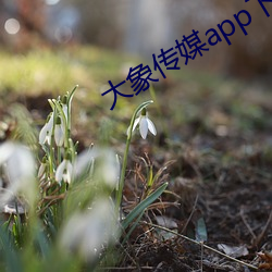 大象传媒app下载 （杆塔）