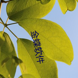 金蝶软(ruǎn)件