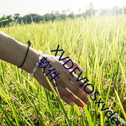 XVDEVIOSxvdeviosBBC:一款午夜必(bì)备的(de)极(jí)致看污软(ruǎn)件。。。。。。。