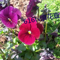 616tv浪花直播app下载 （去除）