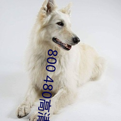 800 480高清壁纸