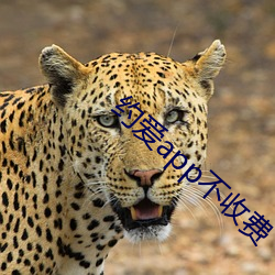 约爱app不收费