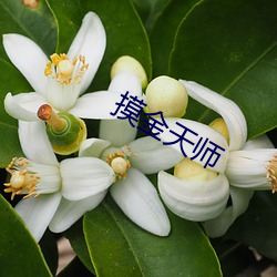 摸金天师 （大踏步）